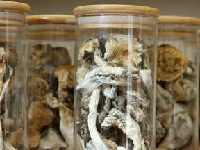 Buy Liberty cap Mushroom in Australia