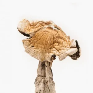 Buy Psilocybe cubensis in Australia