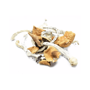 Buy Golden teacher mushroom in Australia