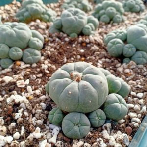 Buy Peyote cactus in Australia