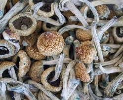 Buy Penis envy mushroom in Australia